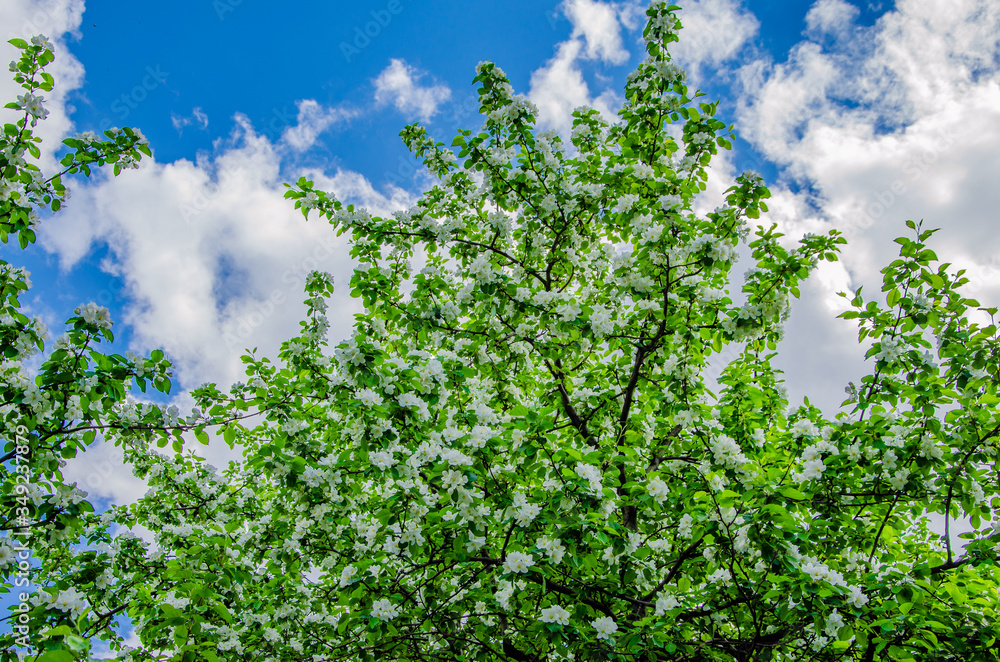 Blooming Apple trees in spring on the street on a clear day. Blooming Apple trees in spring on the street on a clear day.