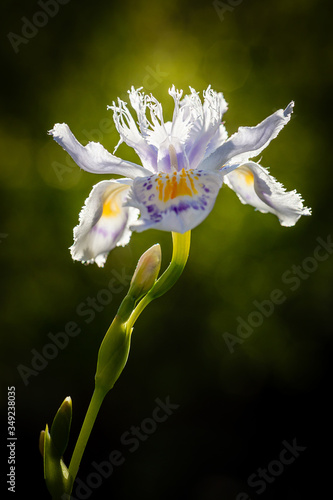 Iris flower close up on a dark green natural background