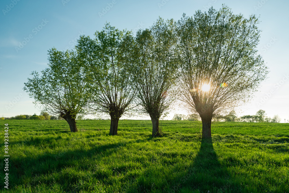 Obraz premium The sun behind willow trees and a green meadow