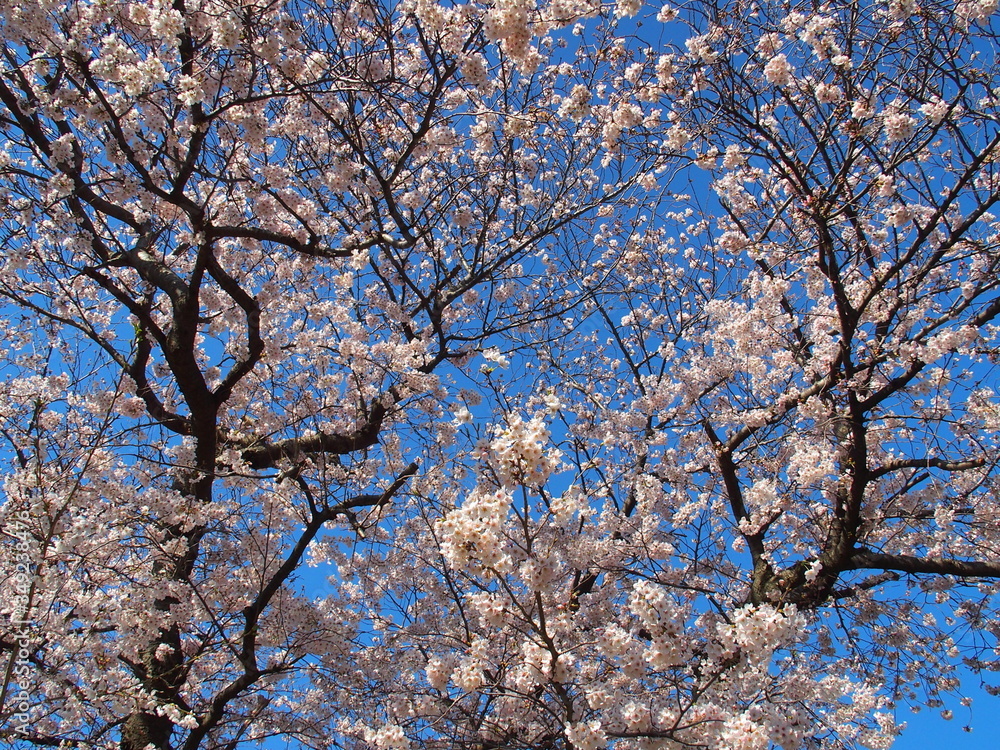 満開の桜と青空