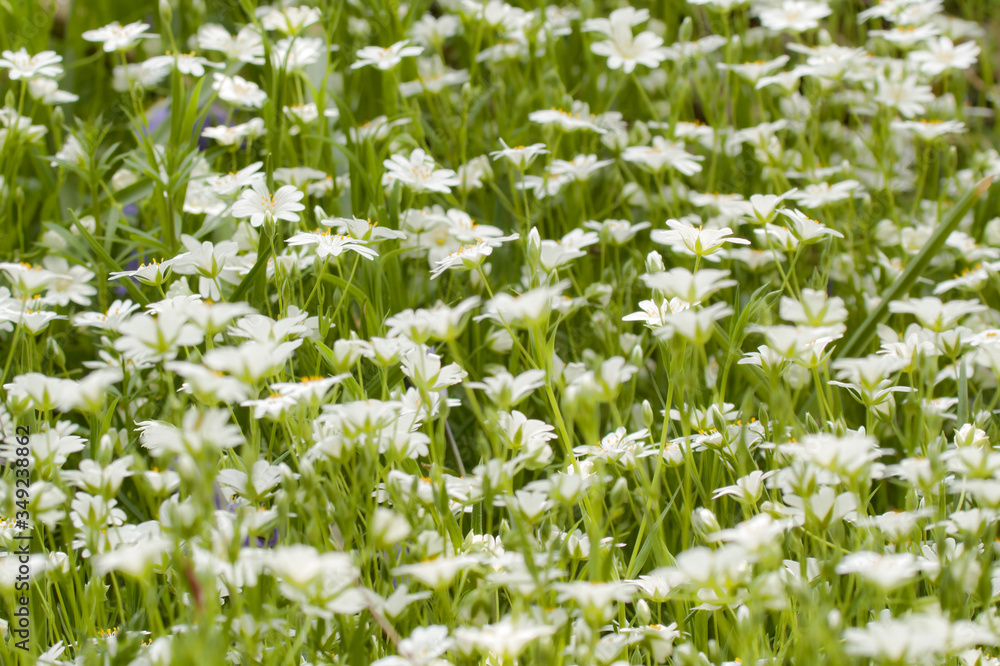 Fototapeta premium field of white flowers