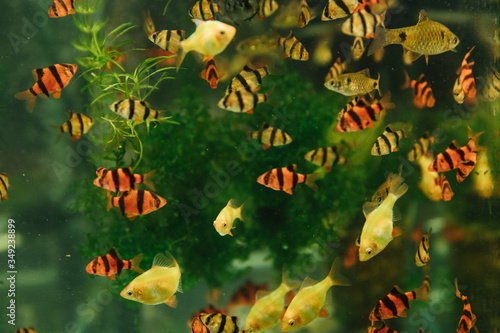 fish, aquarium, goldfish, water, gold, underwater, animal, swim, nature, pet, orange, fishes, swimming, golden, red, tropical, yellow, aquatic, fin, sea, color, animals, isolated, tank, aqua