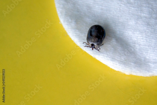 Ancephalitis tick sits on a cotton swab. A peddler of diseases.