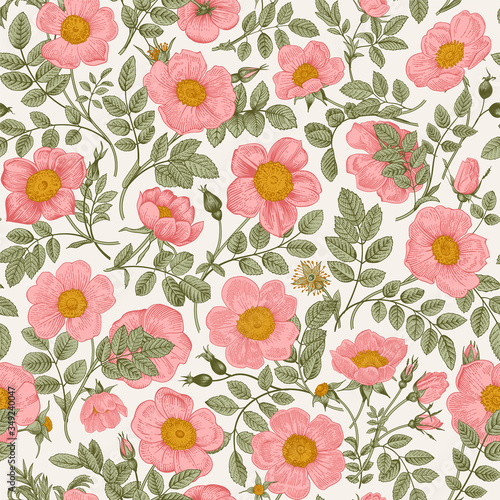 Vintage floral illustration. Seamless pattern. Wild Roses.