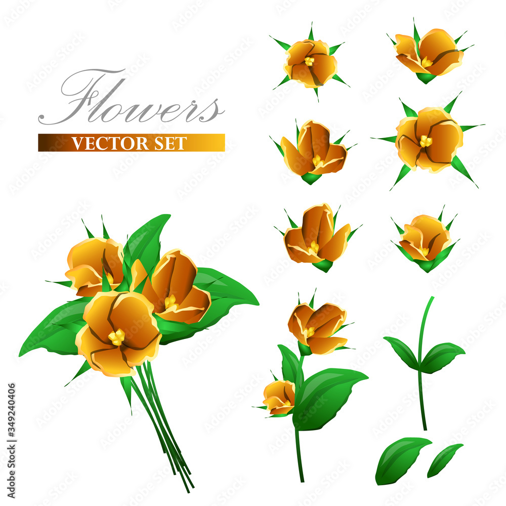 Fototapeta premium set of delicate yellow flowers. Stem, leaflets and bud individually