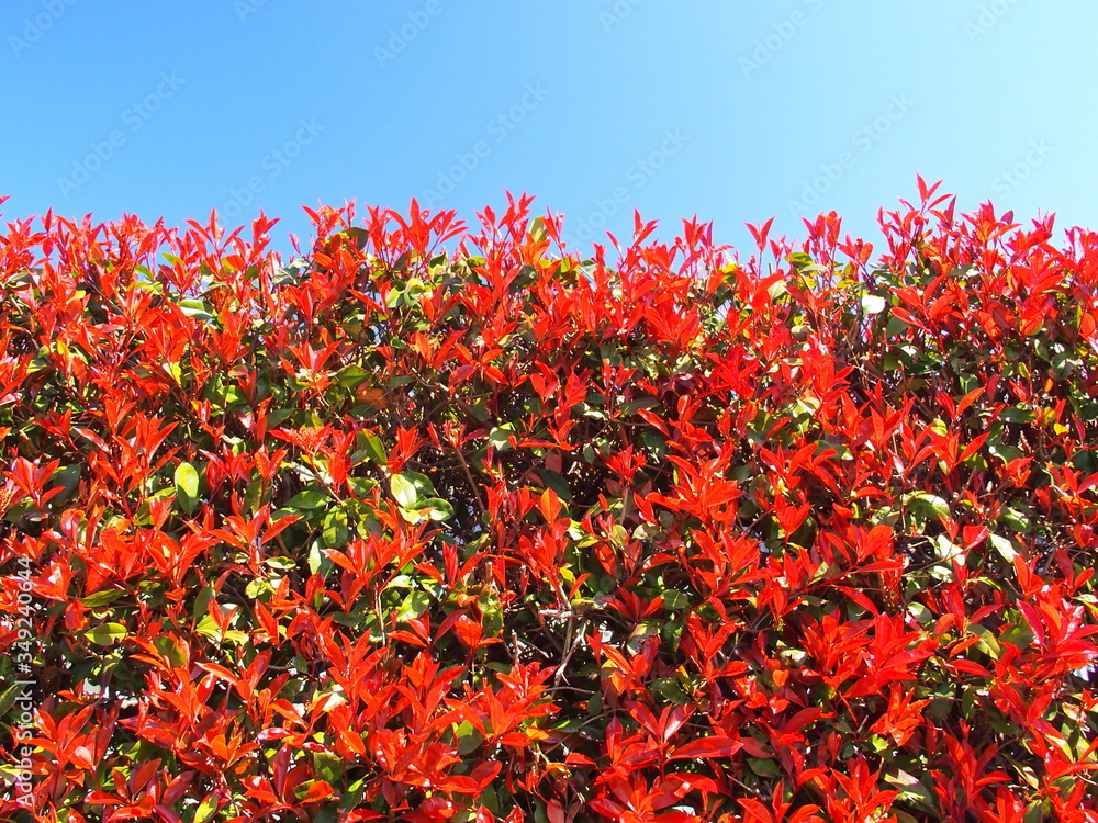 青空とレッドロビンの生垣 Stock Photo Adobe Stock 青空とレッドロビンの生垣 Stock Photo Adobe Stock