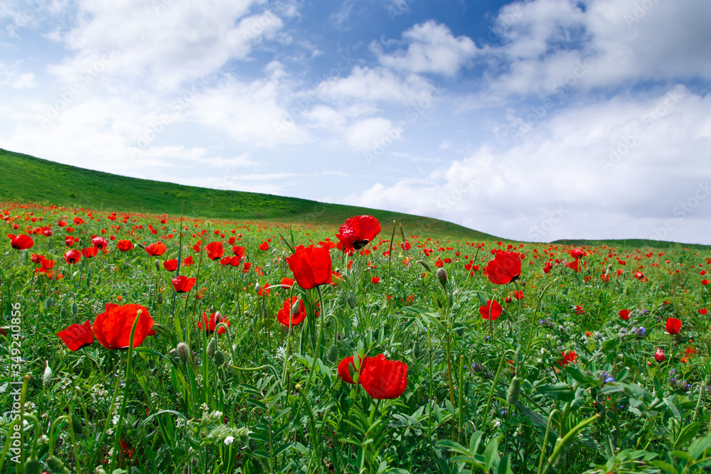 Blooming meadow of red poppies. Beautiful summer landscape with blooming poppies field. Kyrgyzstan Tourism and travel.