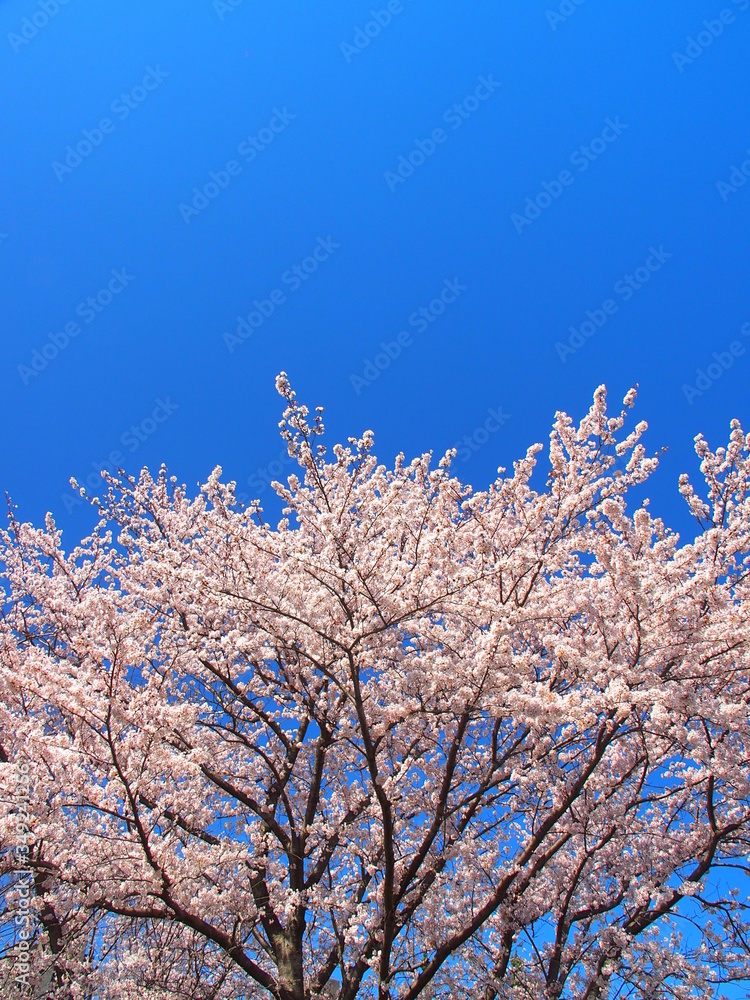  満開の桜と青空