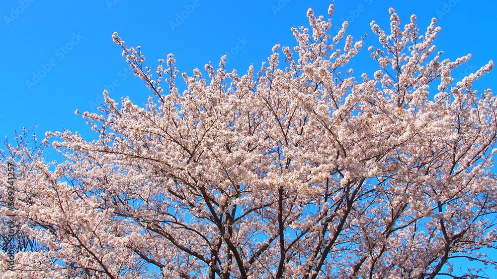 満開の桜と青空