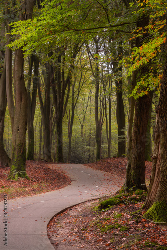Speulderbos, Gelderland, the Netherlands - October 23, 2019 : Path for bicycles through the forest
