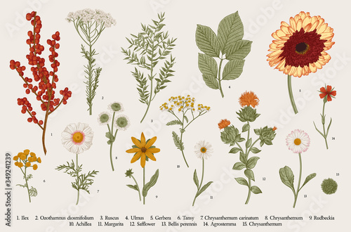 Fototapete Vintage vector botanical illustration, Set, Autumn flowers, berry and leaves, Co