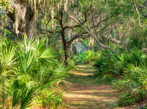 Path in Oscar Scherer State Park in Southwest Florida in Osprey Florida photo