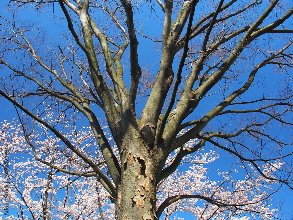 Fototapeta premium 枯れ木の欅と桜と青空