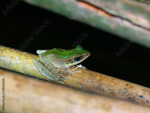 A green Odorous frog at night