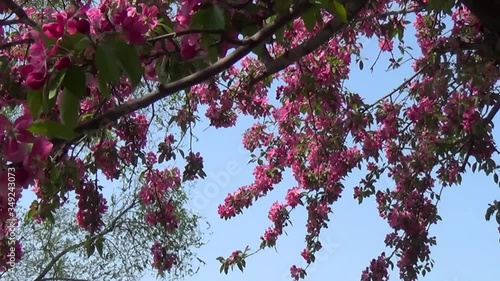 Red cherries in bloom in Canada