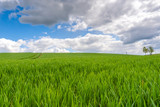 Field of green grain