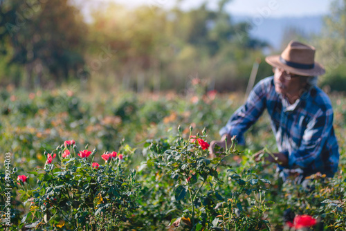 Rose blooming on the farm, and Asian farmers inspecting roses in his garden, selective focus © chomplearn_2001