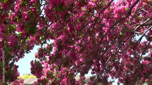 Red cherries in bloom in Canada