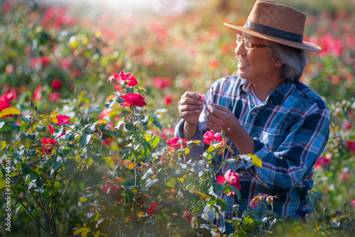 Rose blooming on the farm, and Asian farmers inspecting roses in his garden, selective focus