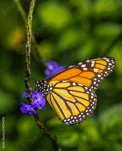 Single Monarch butterfly, Danaus plexippus, also know as  milkweed, common tiger, wanderer, and black veined brown on a purle flower © Jim Schwabel