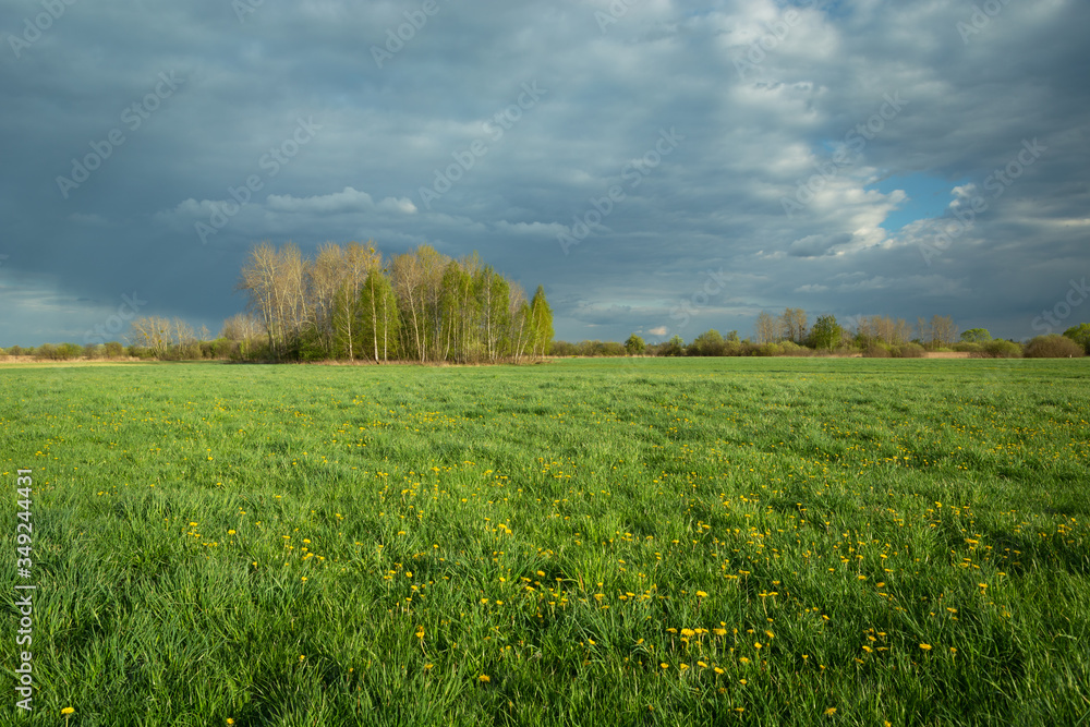 Green meadow with yellow dandelion flowers, group of trees on the horizon and dark rainy sky