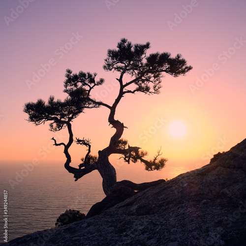 Enjoying the sunset on a mountainside in the company of a lonely pine tree.