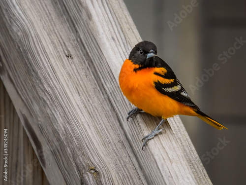 Baltimore Oriole on a spring day returning to the midwest
