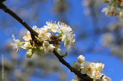 White cherry flowers close-up on a twig against a clear blue sky on a Sunny day.