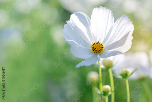 White flower in the morning as the sun shone, beautiful scenery in flower garden