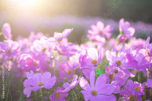 Cosmos pink flowers in the morning , pink meadow flowers in summer, beautiful scenery in flower garden