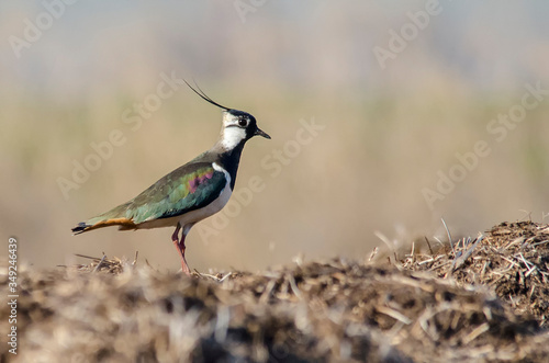 Northern Lapwing (Vanellus vanellus) side portrait in the grass. Peewit in natural habitat