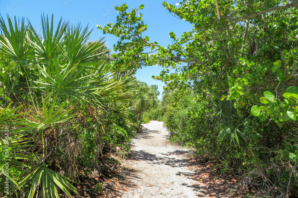 Nature trail through a coastal hammock in Caspersen Beach Park in Vencie Florida on the southwest Gulf Coast of Florida Nature trail through a coastal hammock in Caspersen Beach Park in Vencie Florida on the southwest Gulf Coast of Florida