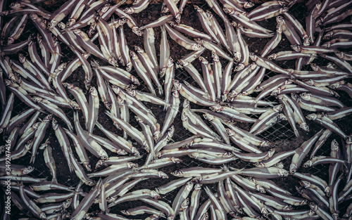 sardines are dried on a net in a Bay on an island in Vietnam