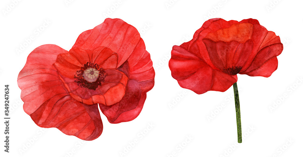 Fototapeta premium A watercolor illustration of a red poppy bud from two angles on a white background