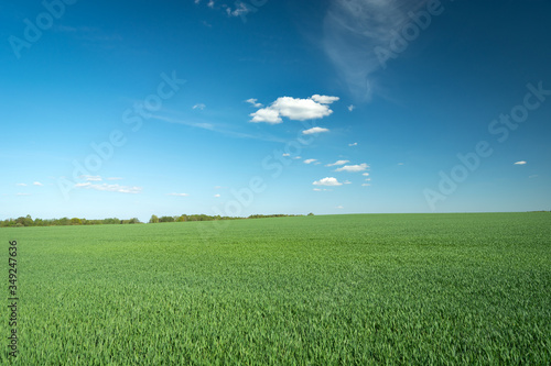 Green adolescent grain field  horizon and small white clouds on blue sky