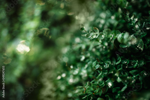 Summer green background. Green leaves of a bush in dew drops