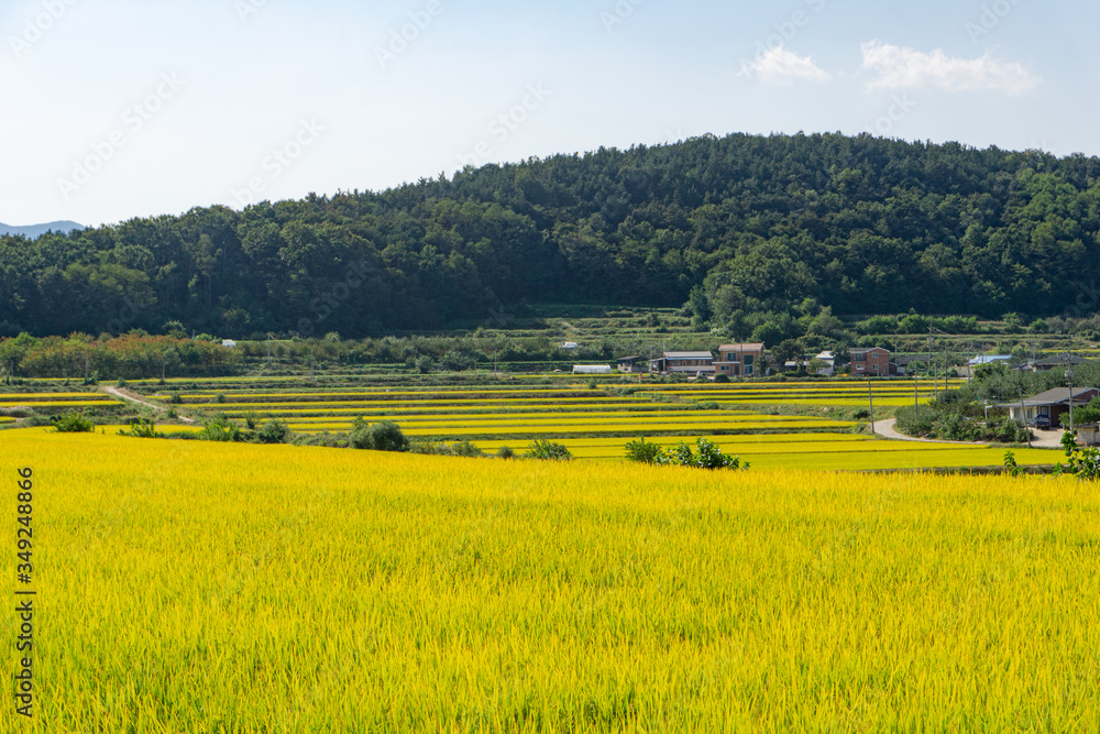 Rice paddy fields in urban area around central of South Korea with mountain in the background