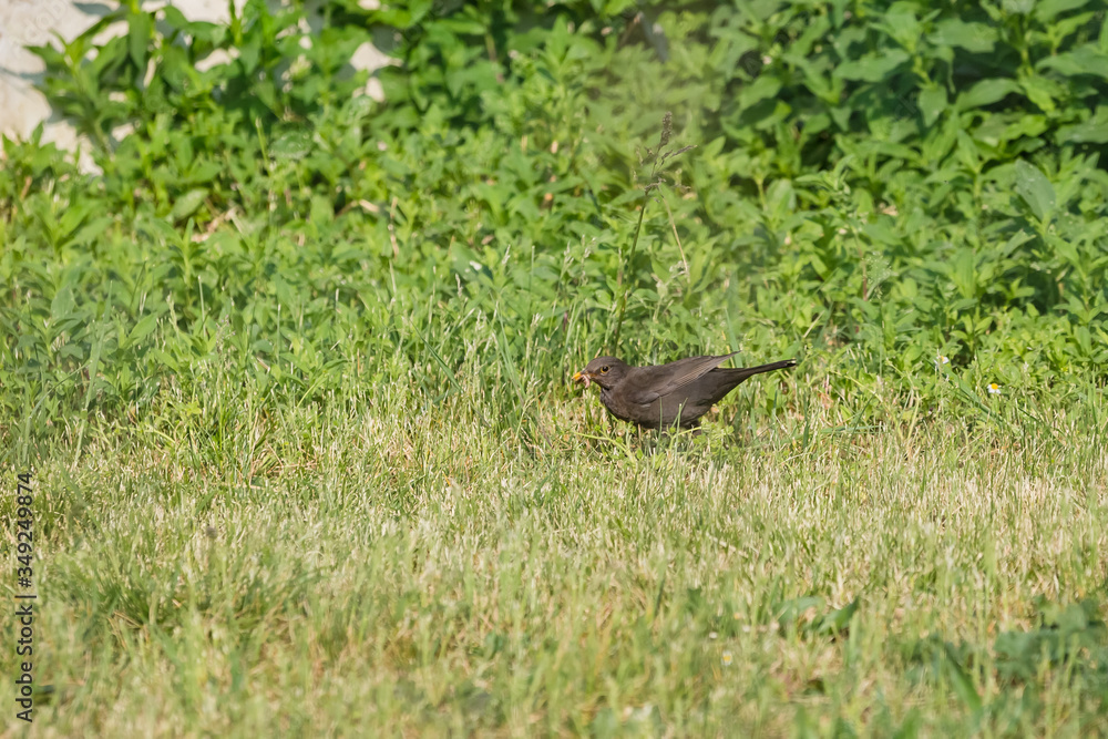 Little black bird with a worm in its beak. Mother bird brings food to her chick Little black bird with a worm in its beak. Mother bird brings food to her chick