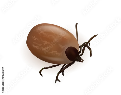 Tick illustration on a white background