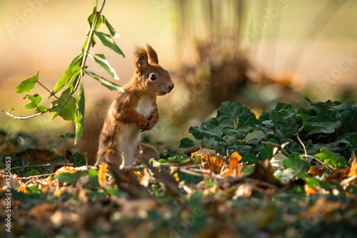 Attentive red squirrel  sciurus vulgaris  standing on rear legs in upright position on the ground with leafs in summer at sunset. Fluffy mammal with orange fur from front view with copy space.