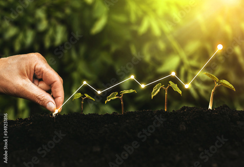 Fotografia, Obraz Hand planting seedling growing step in garden with sunshine