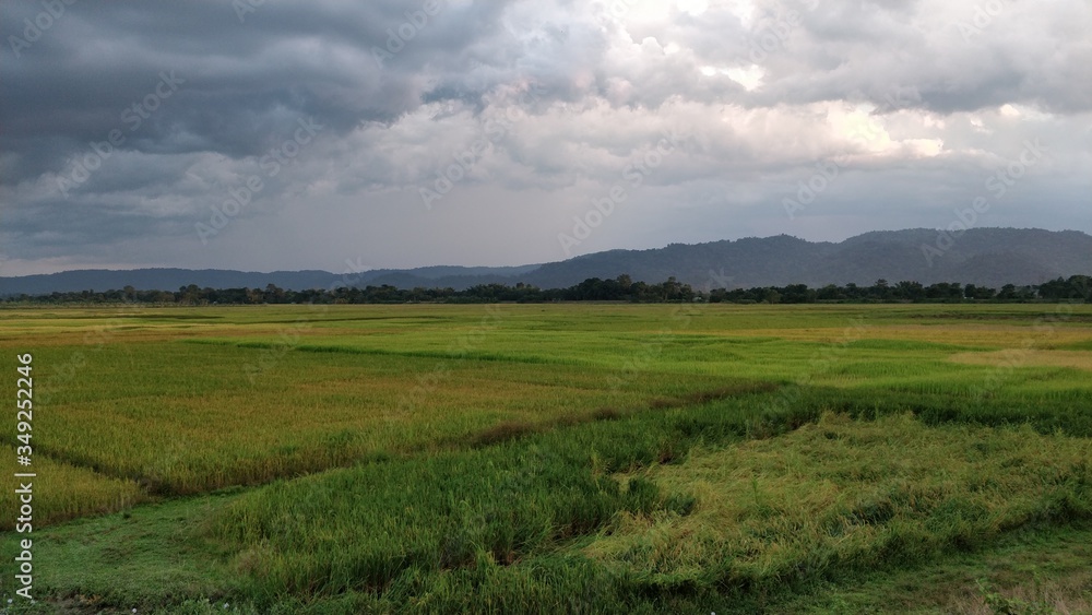 Fields in Morigaon