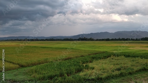 Fields in Morigaon © ahmedmuyeen