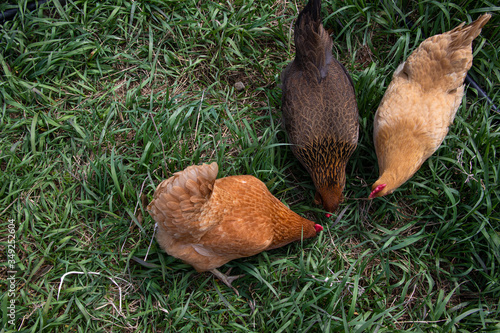 Chickens on Homestead - Farming - Chickens Top Down View photo