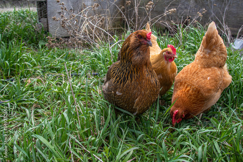 Obraz na płótnie Chickens on Homestead - Farming - Chickens Top Down View
