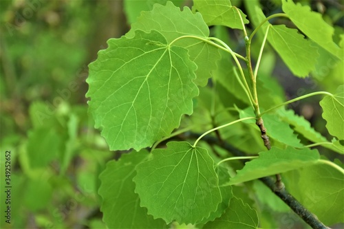 Fototapeta Naklejka Na Ścianę i Meble -  Liście lipy