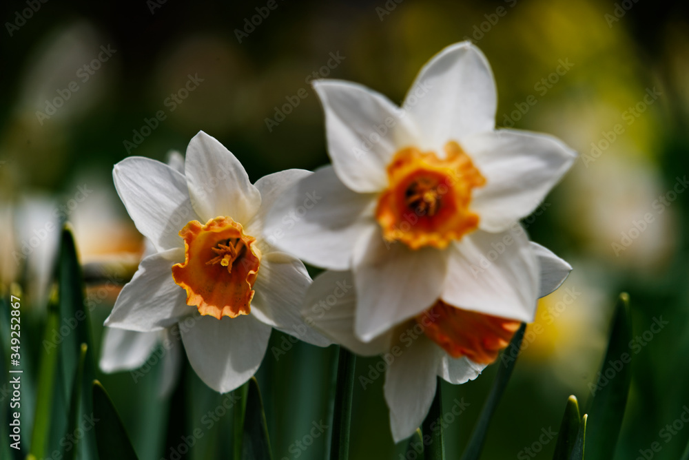 Fototapeta premium Daffodils on a spring day