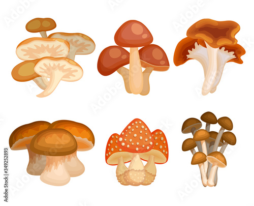 Cartoon mushroom set vector illustration clipart for game and educational childrens book. Eadible and poison fungi. Retro colored forest plants collection