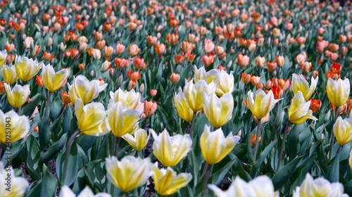 Tulips on a spring day