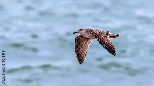 Great black backed gull 2cy flying over the ocean with soft sunlight in his feathers